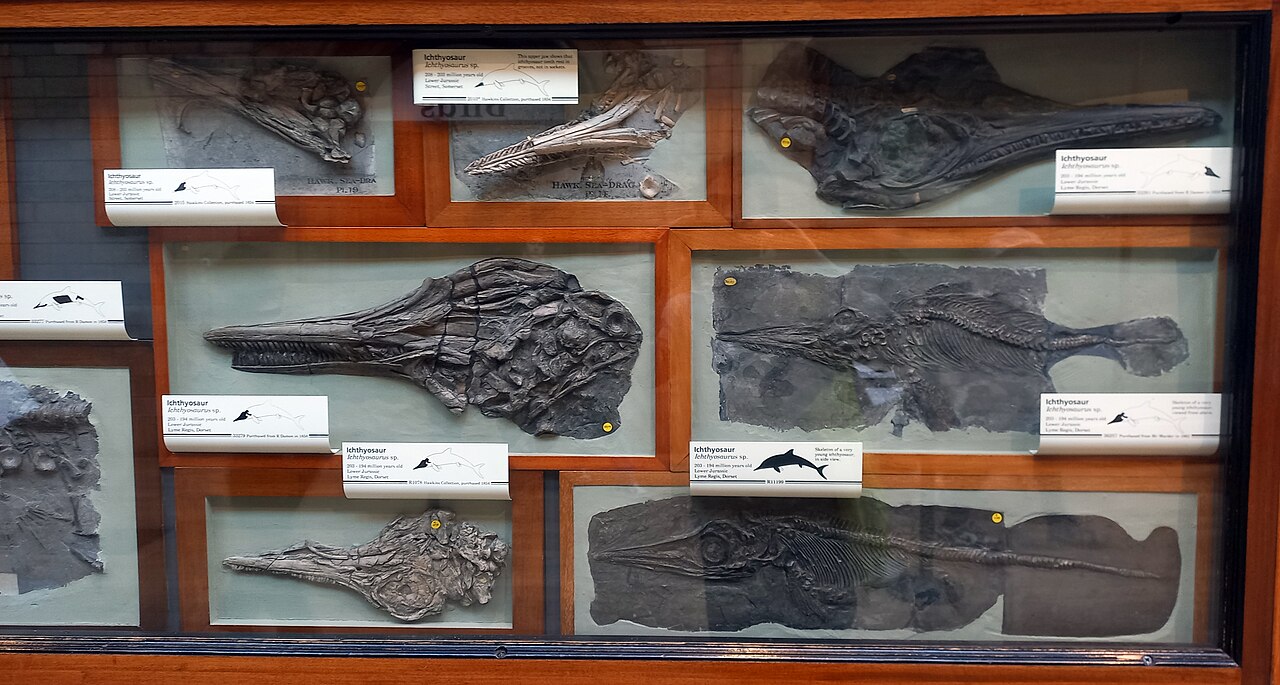 Mary Anning (මේරි ඇනිං): මුහුදු මකරුන් හොයාගත්ත දුප්පත් කෙල්ල